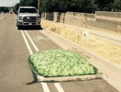 كتل خضراء تثير الرعب على الطرقات في الولايات المتحدة