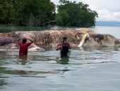 جثة ضخمة لكائن “غامض” تثير الحيرة في إندونيسيا