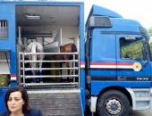 لأول مرة بعد 7 سنوات من الحظر تصدير أول دفعة من الخيول العربية المصرية لألمانيا وإيطاليا
