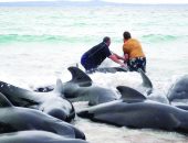 50 حوتاً طياراً تنفق بعد جنوح جماعي غرب أستراليا