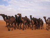 السعودية: 15 يوماً مهلة لإخراج إبل ومواشي الرعي المملوكة لغير السعوديين إلى دولهم