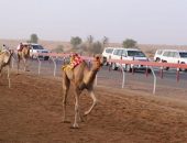 انطلاق منافسات شارة طحنون بن محمد آل نهيان لسباقات الهجن بميدان الذيد