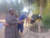 علاج وفحص اكثر من 1900 رأس ماشية مجانا لدي 994 من صغار المربين بمحافظة الاقصر في اطار مبادرة حياة كريمة