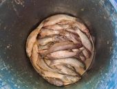 محافظ كفرالشيخ: ضبط 2035 كجم لحوم وأسماك غير صالحة للإستهلاك الآدمى بمراكز المحافظة