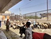 الزراعة تختتم أعمال حملة القوافل البيطرية المجانية في قرى ٣ محافظات