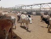 مصر تتعاقد علي 20 ألف رأس ماشية من عدة مناشئ تمهيداً لضخها  بالمجمعات الاستهلاكية