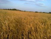 محافظ الوادي الجديد : توريد ٤٣٣ ألف طن قمح… و اكتمال السعة التخزينية لصومعة ” العوينات