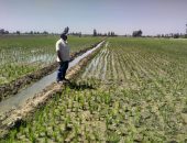 محافظ كفرالشيخ يتابع جهود الزراعة للمحاصيل الصيفية وندوات توعوية للمزارعين