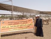 بدء وصول رءوس أضاحي الأوقاف إلى مجزر جنوب الوادي بأسوان استعدادًا لذبحها في الوقت الشرعي للذبح