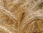 “الزراعة” تعلن الخريطة الصنفية لمحصول القمح في الموسم الجديد