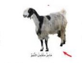 شاعر سعودي يرفض حياة الماعز