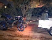 “مدينة الأقصر” تنفذ حملات لضبط عربات الحنطور المخالفة